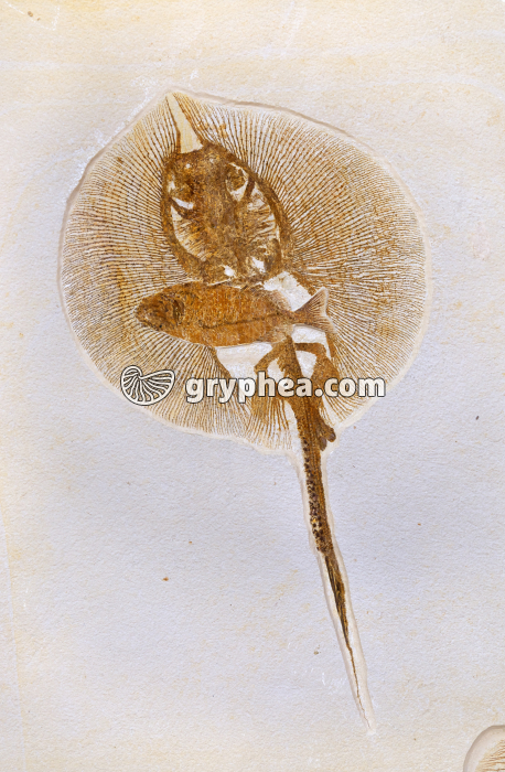 Raie fossile (Cyclobathis sp., Liban) - gryphea.com